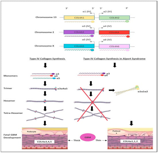 Biomedicines 11 02762 g003