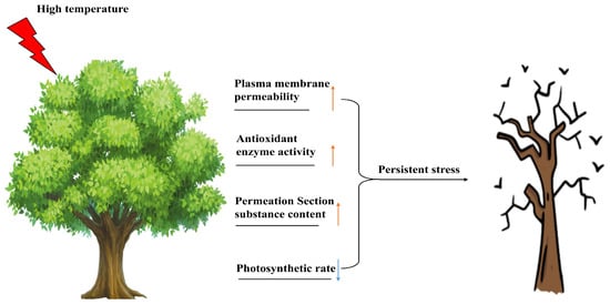 木本植物对高温胁迫的响应机制 | Encyclopedia MDPI
