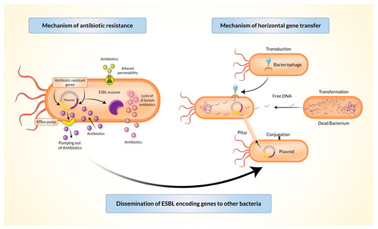 Biomedicines 11 02937 g002