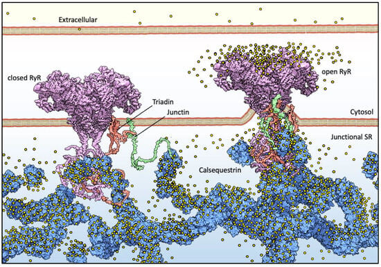 Biomolecules 13 01693 g001