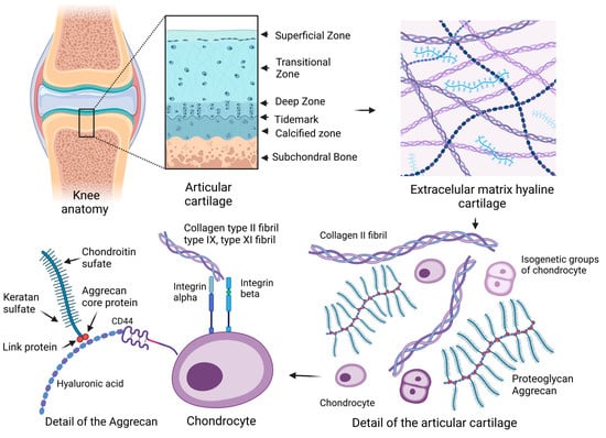 Articular Cartilage Encyclopedia MDPI