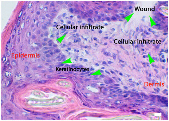 Biomedicines 14 00926 g002
