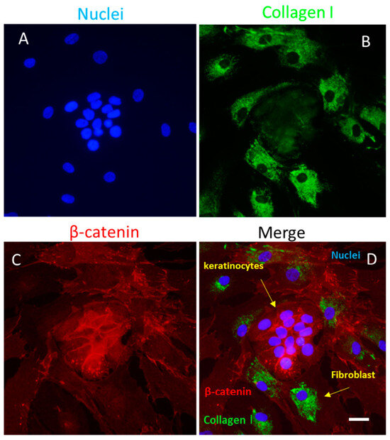 Biomedicines 14 00926 g003
