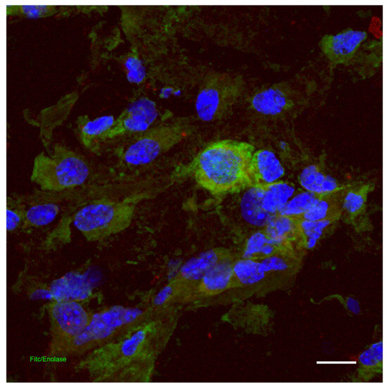 Biomedicines 14 00926 g004