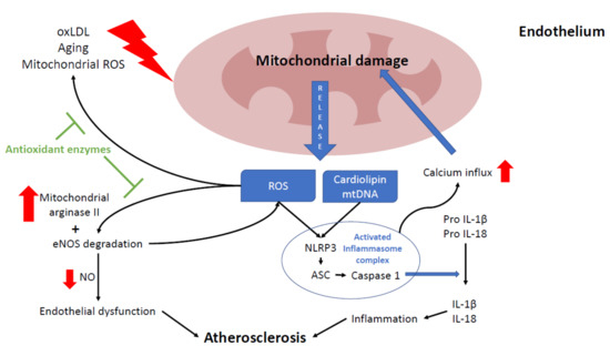 Biomedicines 09 00258 g002 550