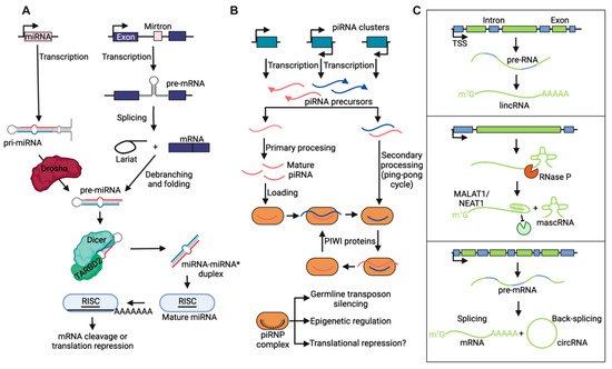 LncRNA Dysregulation in Glioblastoma | Encyclopedia MDPI