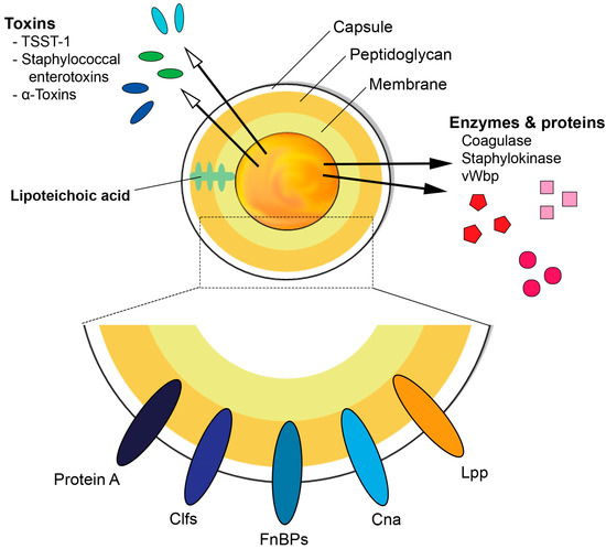 staphylococcus-aureus-and-septic-arthritis-encyclopedia-mdpi