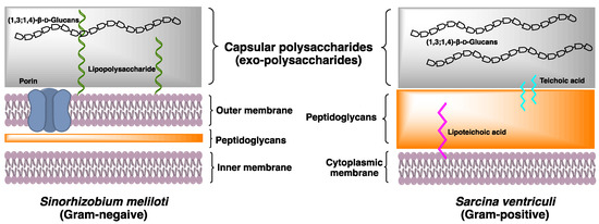 Cells 10 00510 g002 550