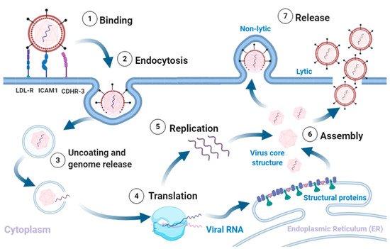 rhinovirus structure