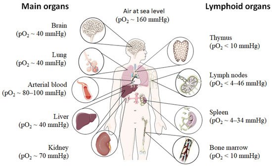 Biomedicines 09 00260 g001 550