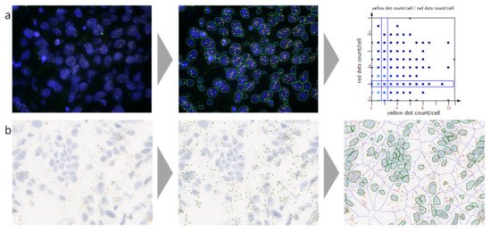 Getting Started with RNAscope™ Image Analysis in HALO® - Indica Labs