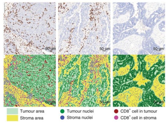 Genes 12 00538 g003 550