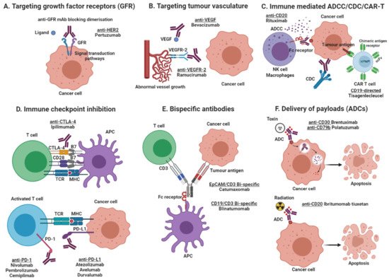 Monoclonal Antibodies In Pancreatic Cancer Encyclopedia Mdpi