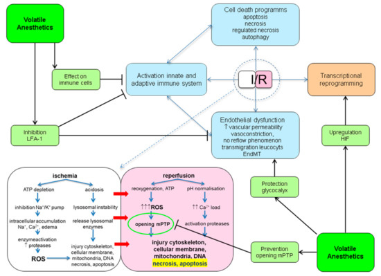 Volatile Anesthetic-Induced Organ Protection | Encyclopedia MDPI