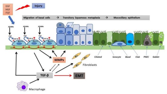 Pathophysiology 28 00011 g002 550