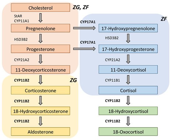 Biomedicines 09 00409 g002 550