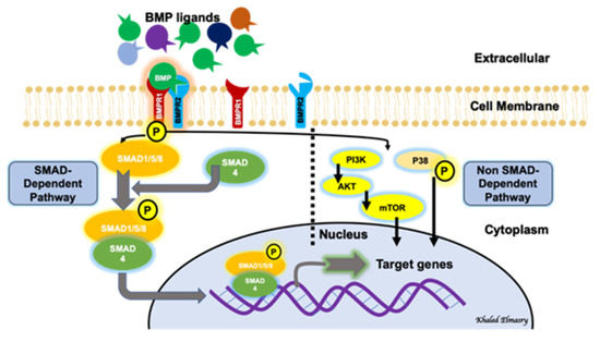 Biomolecules 11 00593 g001 550