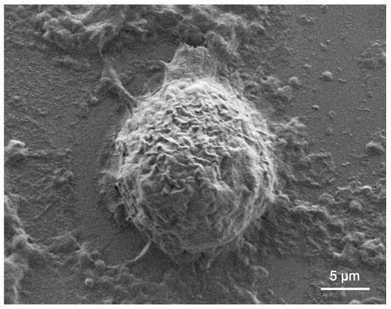 Parasitologia 01 00002 g002 550