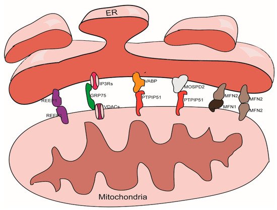 Cells 10 00657 g001 550