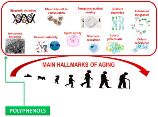 Antioxidants 10 00507 g002 550