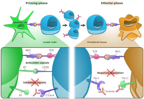 Cancers 13 01430 g001 550