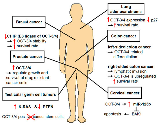 Cancers 12 00663 g003 550