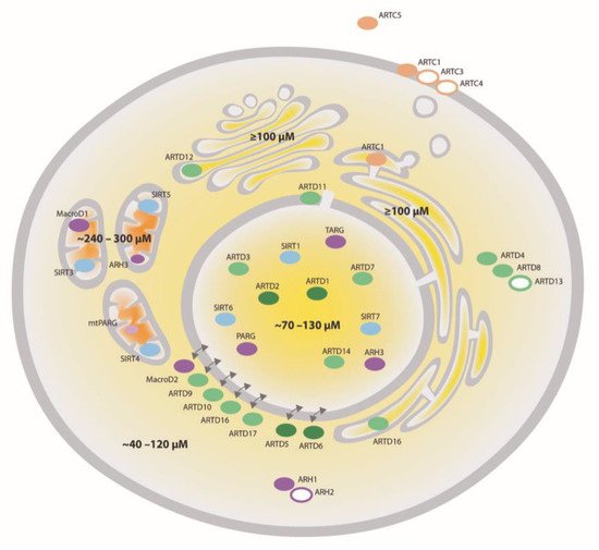 Cells 10 00680 g001 550