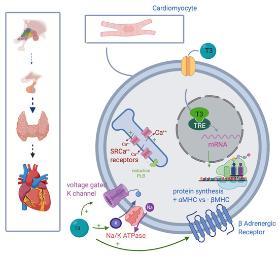 Nutrients 13 00861 g001 550