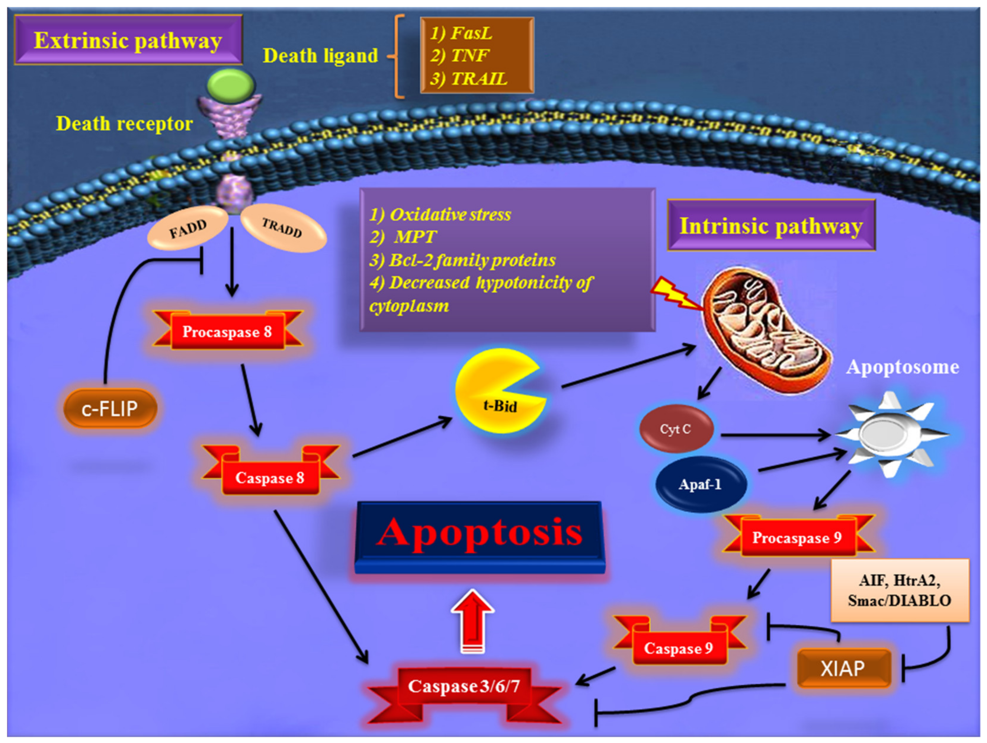 extrinsic pathway apoptosis