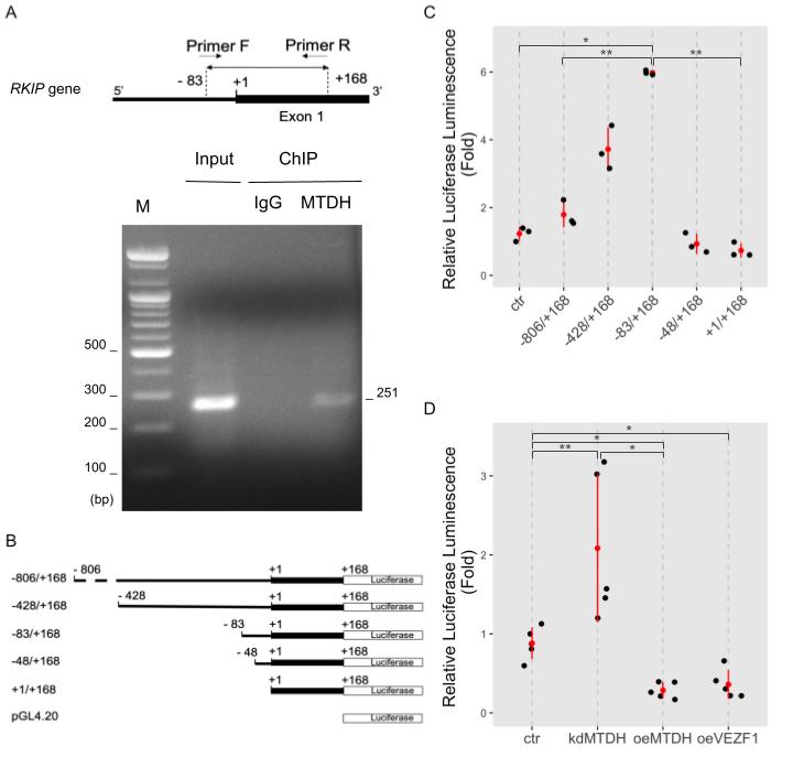 Figure 4. MTDH binding to the RKIP promoter. (A) Chromatin immunoprecipitation (ChIP) assay. MCF-7 cells were double cross-linked with DSG and 4% formaldehyde and lysed with sonication. DNA fragments were immunoprecipitated with anti-MTDH antibodies (MTDH) or IgG as a negative control (IgG). Specific DNA fragments were amplified with a pair of primers. For input control, either none or purified DNA fragments were amplified. PCR primers used for ChIP assay were created to specifically amplify a 256 bp-DNA fragment (from −83 to +168 on the upstream region of RKIP gene, as shown in the top of (A). Amplified DNA fragments were separated on a 1% agarose gel and visualized by EtBr staining. The first lane indicates 100 bp size markers. (B) A schematic illustration of the constructs for the luciferase RKIP promoter assay. The serially deleted RKIP promoter DNA fragments (−806/+168, −428/+168, −83/+169, −48/+168, and +/+168) were inserted into the pGL4.20 luciferase vector. (C) The RKIP promoter activity. The relative luciferase activities were determined in MCF-7 cells transfected with serially deleted constructs of the RKIP promoter. Data represent fold-changes from three independent experiments. ** <0.01, * <0.05 p-value. (D) RKIP promoter activity upon modulating MTDH expression. MCF-7 cells were transfected by none (ctr), shMTDH (kdMTDH), FLAG-MTDH (oeMTDH), or VEZF1 plasmids (oeVEZF1) and used in luciferase assay with the RKIP promoter −83/+168 construct. Data represent fold changes from five independent experiments. ** <0.01, * <0.05 p-value.