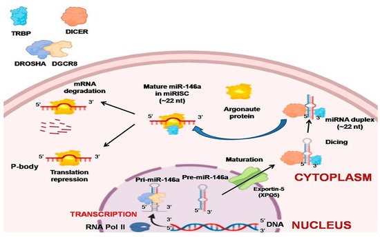 Diagnostics 11 00274 g001 550
