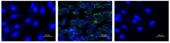 Microorganisms 09 00434 g005 550