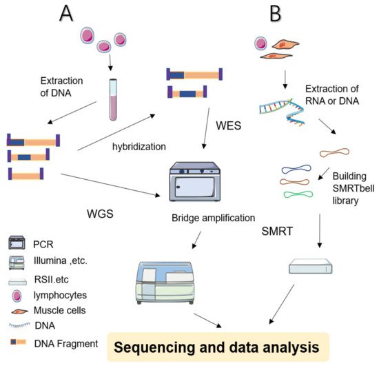 Next-Generation Sequencing in Neurogenetic Diseases