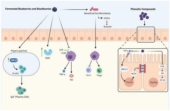 Nutrients 13 01516 g001 550