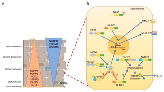 NOD-like receptor - Wikipedia