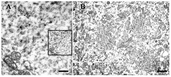 Biomolecules 11 00649 g003 550