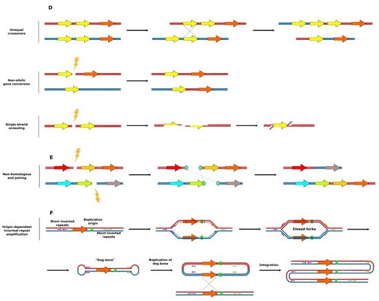 Genes 12 00699 g002b 550