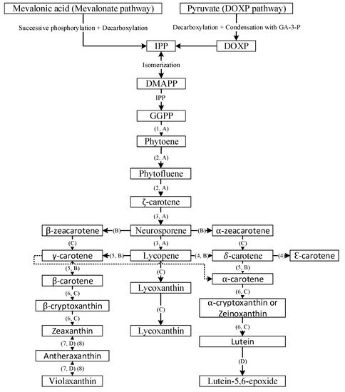 Antioxidants 10 00713 g002 550