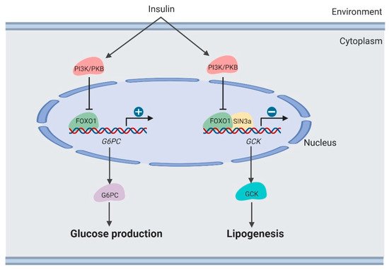 Cells 09 00184 g003 550