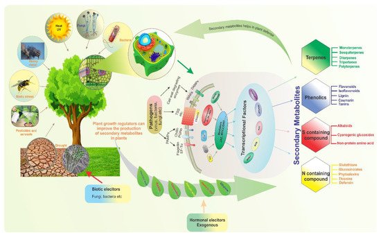 Agronomy 11 00968 g001 550