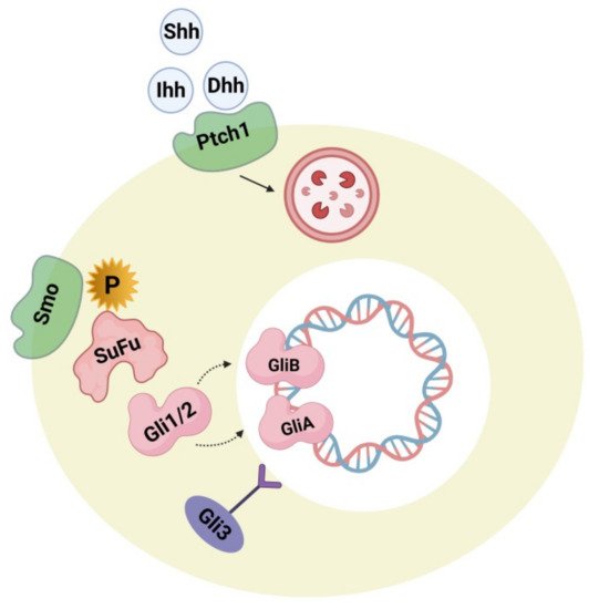 Cells 10 00958 g002 550