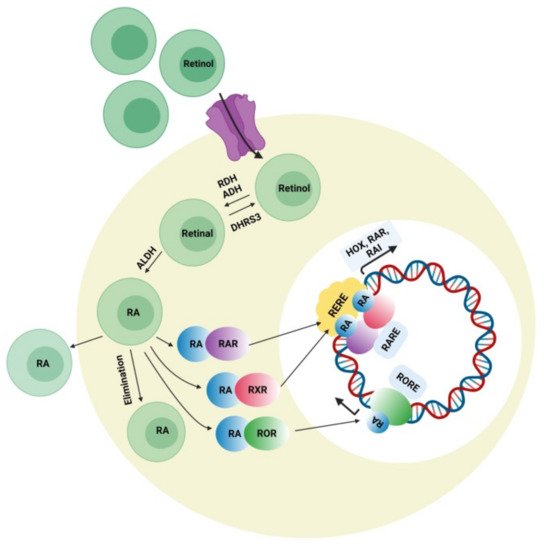 Cells 10 00958 g003 550