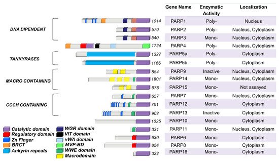 Genes 12 00446 g001 550