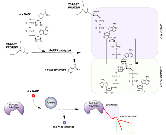 Genes 12 00446 g002 550