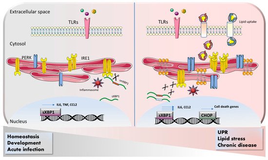 Cells 09 00695 g001 550