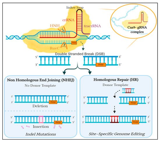 Genes 12 00723 g002 550