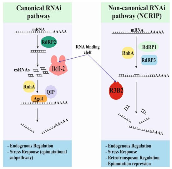 Genes 12 00586 g001 550