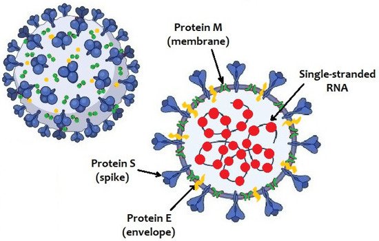 Pathogens 10 00611 g001 550