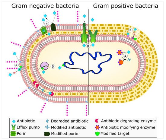 Antibiotics 10 00593 g001 550