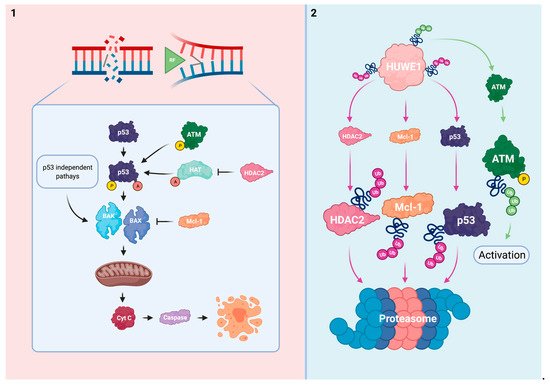 Mule/ARF-BP1, a BH3-Only E3 Ubiquitin Ligase, Catalyzes the